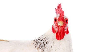 That innocent chicken may be smarter than you think.