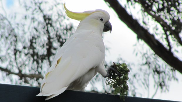 Many tourists flock to the island to see the sulphur crested cockatoos.