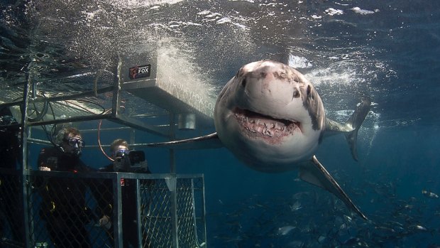 Jaws - the Rodney Fox Shark Experience.     