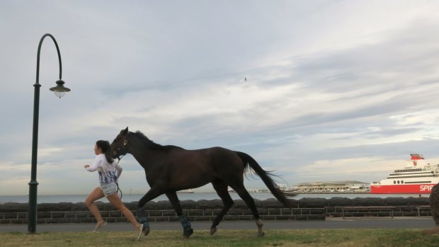 After an overnight crossing of Bass Straight on the Spirit of Tasmania a horse named Tai goes for a run along the Port Melbourne cycle path to stretch his legs.