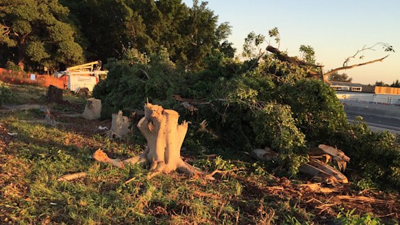 The bulldozed fig trees on the corner of Parramatta Road and Mons Street, Lidcombe.