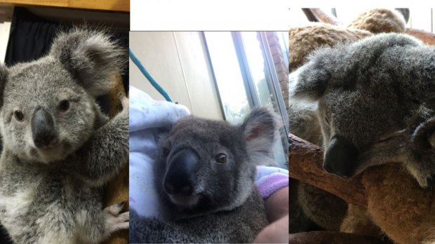 The three koala joeys were aged between 14 and 20 months old.