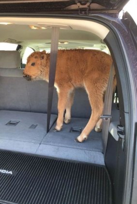 The bison calf was 'rescued' on May 9 at Yellowstone National Park. 