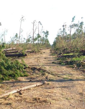 The main access road to Byfield National Park after Tropical Cyclone Marcia.