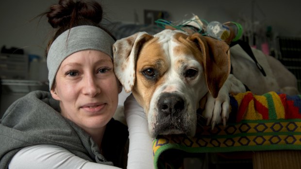 Carley Jack and her beloved bulldog cross Ella. Ella has just had life-saving surgery and chemo.