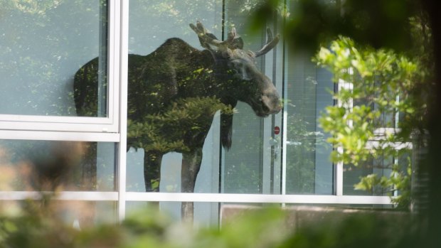 Every which way but loose: The young moose gazes out the office window.