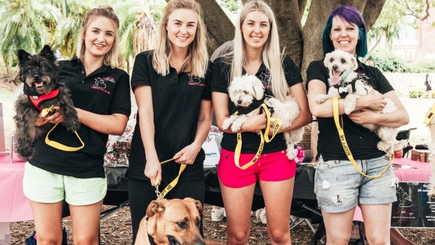 Little Legs Dog and Cat Rescue hosts Brisbane's first puppy picnic on Saturday, November 19, 2016. Pictured is Lauren O'Sullivan, Sam Ashton, Mykeala Campanini and Misti McClane.