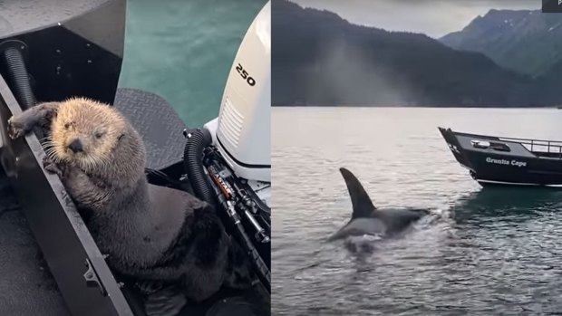The otter seeks refuge on boat a local water taxi as orcas circle.