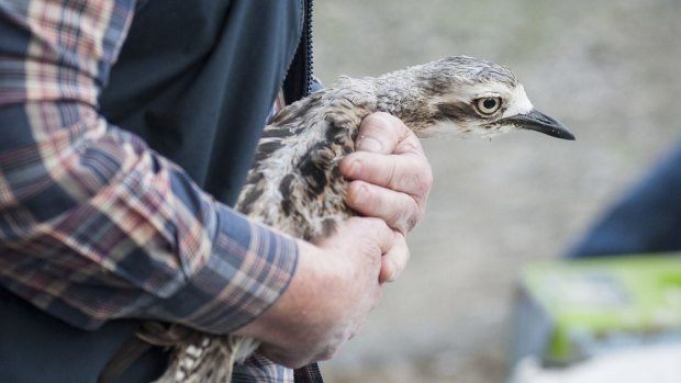 A Bush Stone-curlew in a conservationist's embrace.