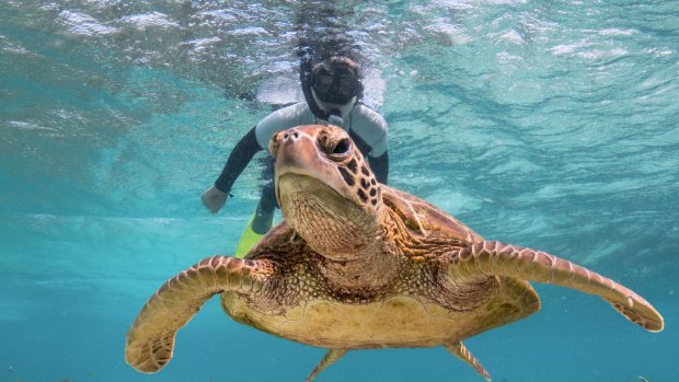 Snorkelling with a turtle on Lady Elliot Island.