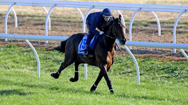 Focused: Hugh Bowman rides Marmelo during trackwork at Werribee on Tuesday.