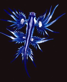 The long, slender Glaucus atlanticus is often found washed ashore after storms. 