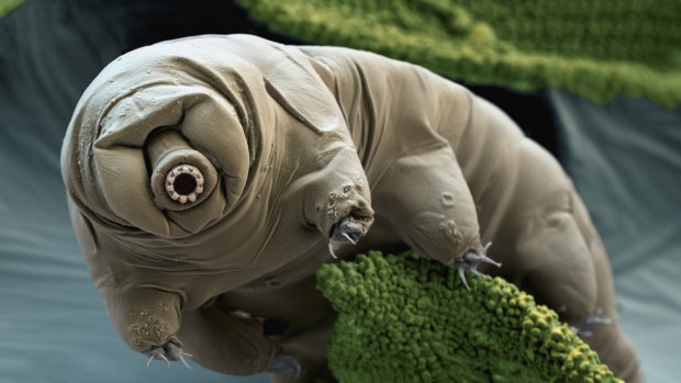 Waterbears revived after three decades in the freezer.