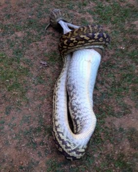 This scrub python was spotted eating a large wallaby at a property near Cairns.