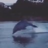 Rower captures stunning footage of high-flying dolphins in the Swan River