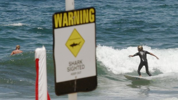 Despite a record stretch of beach closures in Newcastle, shark sightings are not showing a discernible increase.