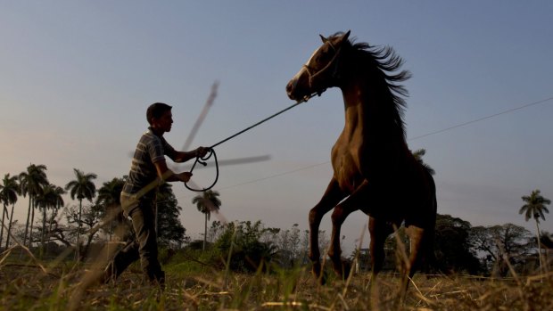 A man trains a horse at the state-run Azucarero horse ranch in Artemisa, Cuba. 