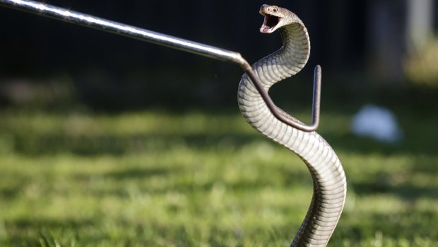 Ms Martin said she was really lucky she received the correct treatment after being bitten by an eastern brown snake. 
