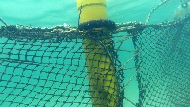 Shark nets will be removed from all SEQ beaches this weekend because of heavy swells.
