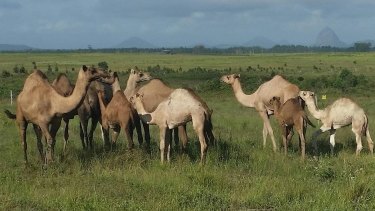 There are more than 50 camels at QCamel.