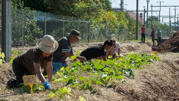 Garden manager Susie Scott and volunteers tend the FareShare crops to help feed those in need.