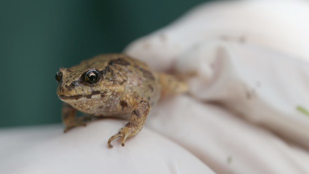 Critically endangered Baw Baw frogs may be among the species facing even tougher conditions as the planet warms.