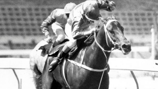 Kingston Town goes to the line to win his second Cox Plate at Moonee Valley in 1981.