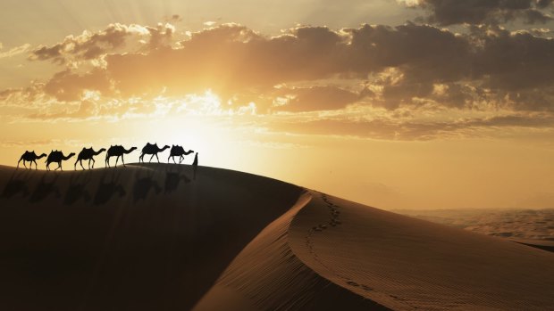 A camel train in Abu Dhabi. 