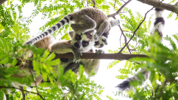 Cute ring tailed lemur baby on the head of his mother playing on a green tree in Madagascar. 
