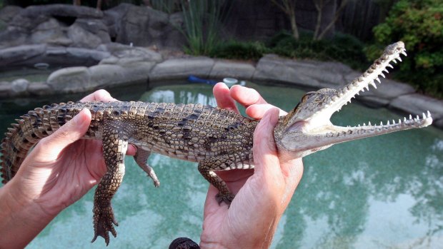A file picture of a freshwater crocodile similar to that found by Aaron Hughes in Peakhurst.