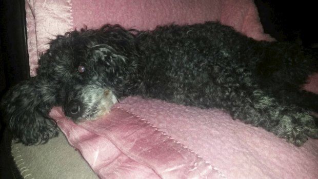 Lily the poodle was killed on June 26. The picture was taken the day before the attack.