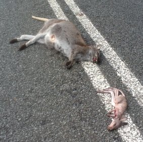 A wallaby and her joey killed on a road. Australian animals are increasingly being hit.