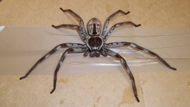 The 'handsome' huntsman spider had travelled to Surrey all the way from Brisbane. 