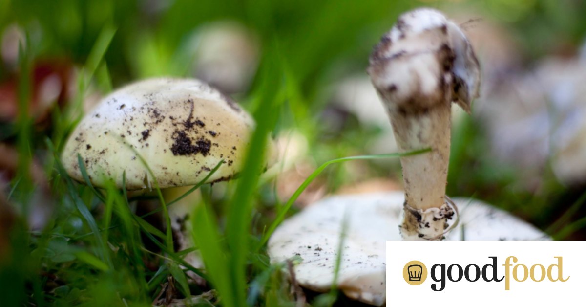 How to tell poisonous and edible mushrooms apart