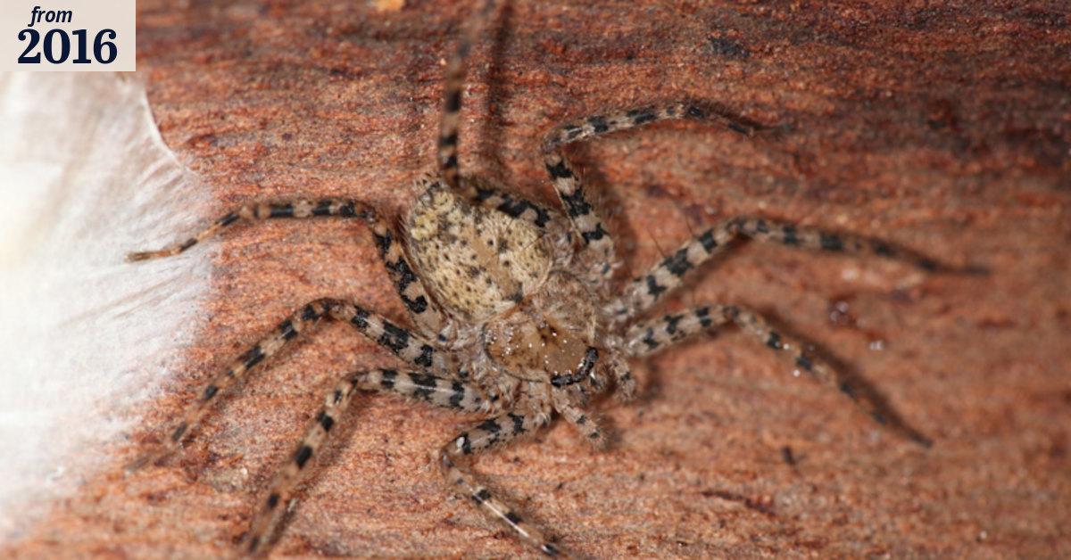 US scientist lured to WA by spider deemed 'world's fastest predator'
