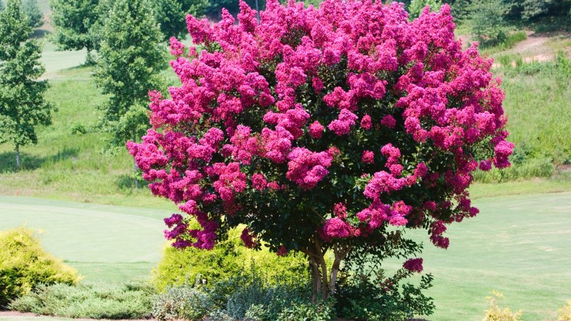 Gardening Experts Suggest Some Shady Characters To Protect Plants