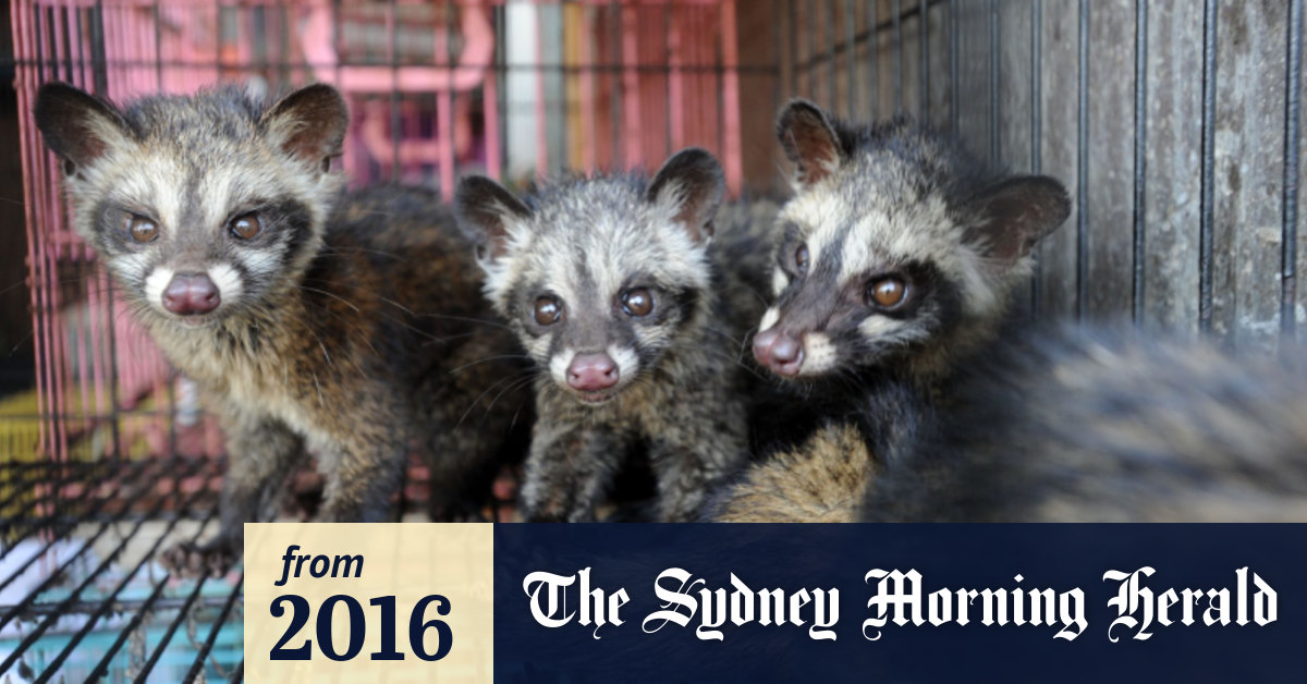 Famous Faeces The Story Behind The Civet Poo Coffee Craze