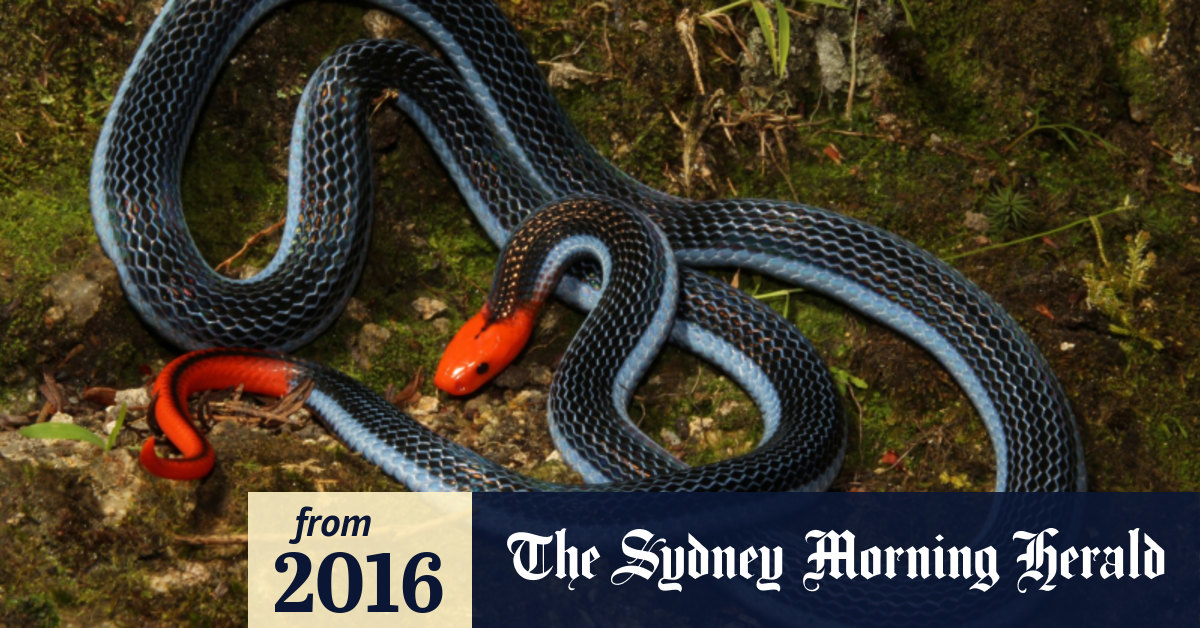 king cobra eating human