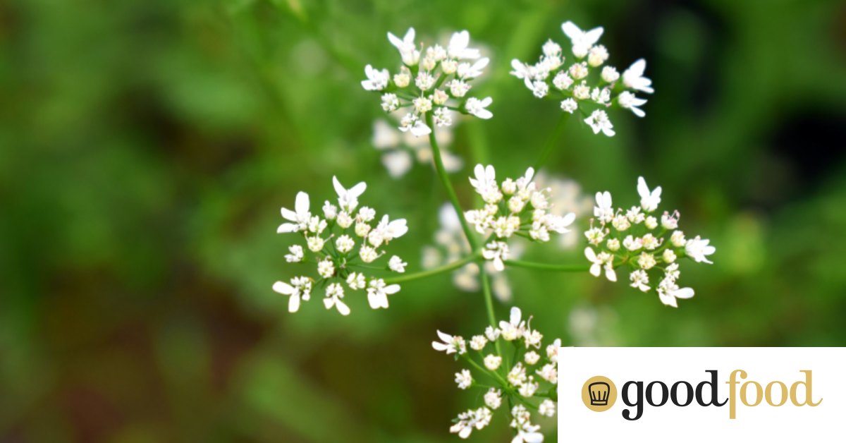 Can you eat coriander, flowers, roots and all?