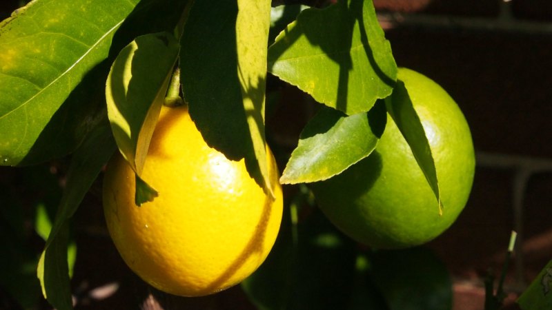 Get Wallpaper Gardening Plant Lemons For Sunshine In Winter For iPhone