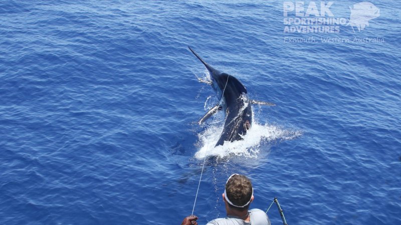 Giant blue marlin catch in Exmouth to break Australian record