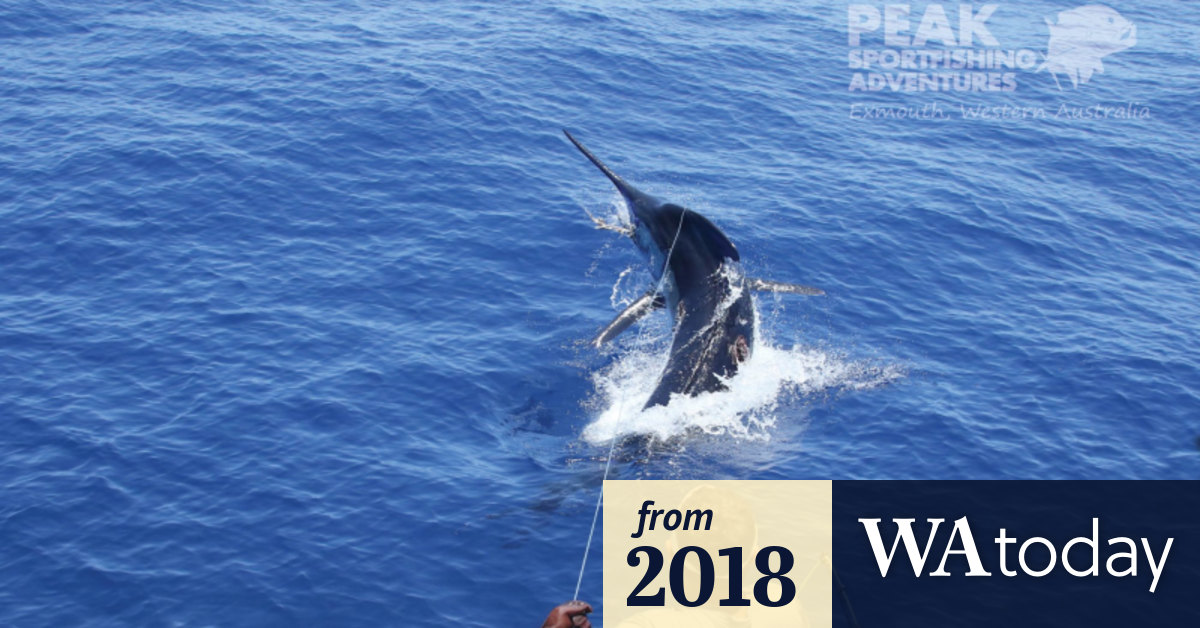 Giant blue marlin catch in Exmouth to break Australian record