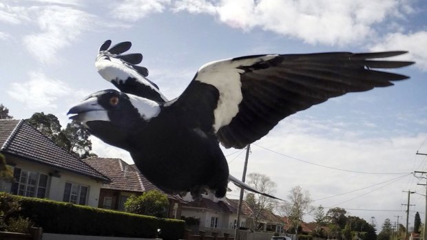 Rangers have culled magpies near Yerrabi Pond in Gungahlin.