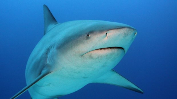 The boy's death is the seventh fatal shark attack in La Reunion since 2011.