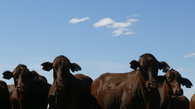 With Chinese funds, Bindaree has said in the past it could double its daily cattle cull and turbocharge its growth. 