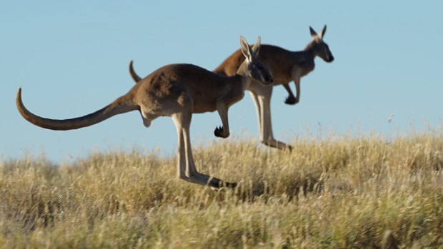The documentary Kangaroo: A Love-Hate Story has opened to strong reviews in the US.