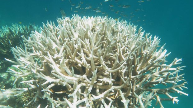 Back-to-back bleaching on the Great Barrier Reef triggered widespread coral mortality especially in the northern regions.