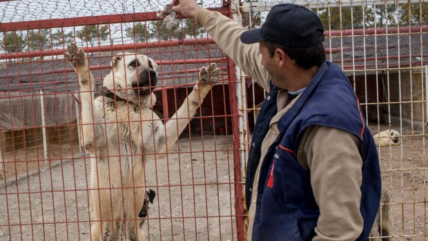 A man feeds a Kangal dog in  Kangal, Turkey. Campaigning by both camps has intensified across the country ahead of Turkey holding a constitutional referendum.