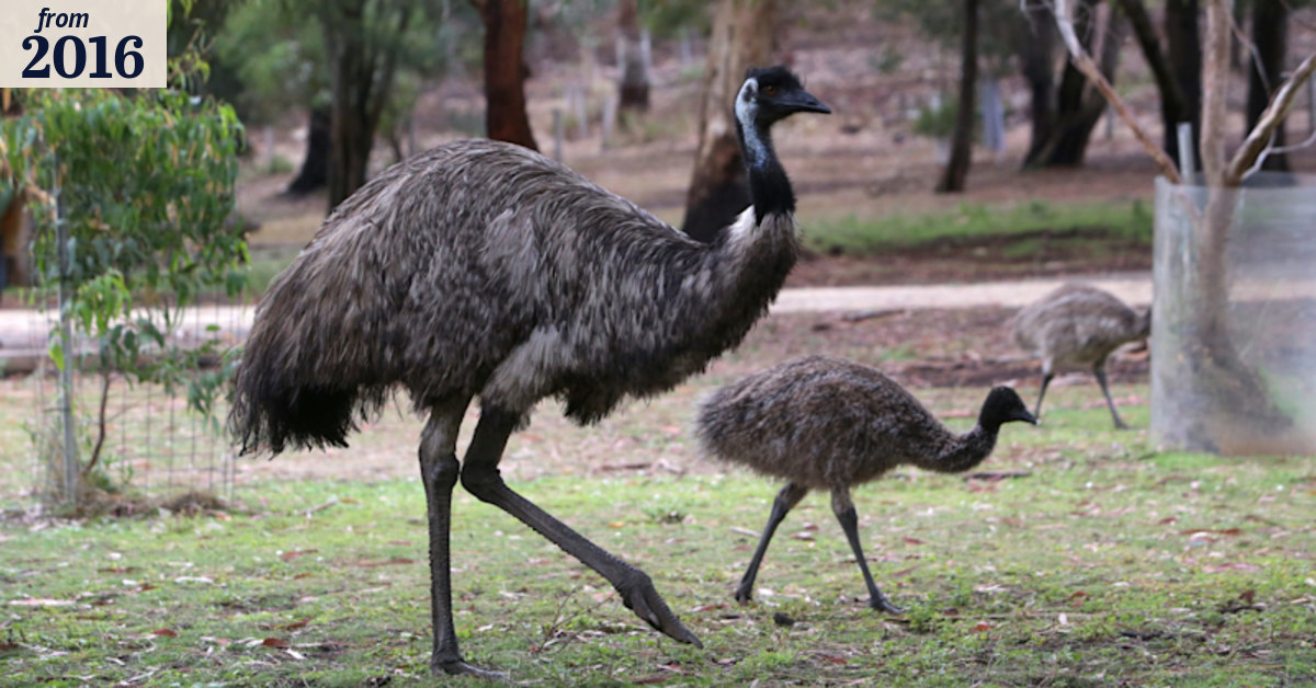The Great Emu War