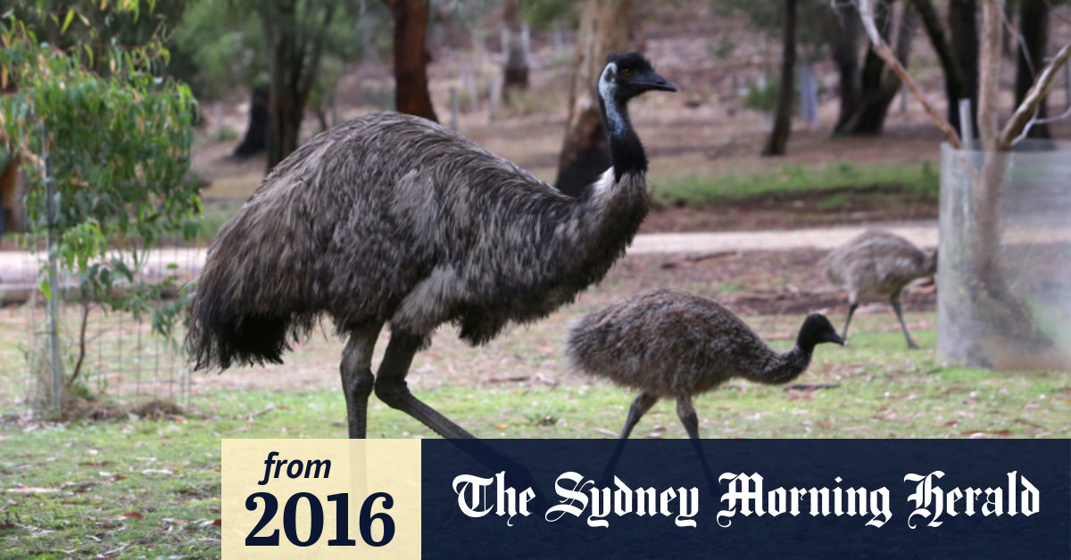 The Great Emu War